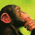 Chimp Reading 